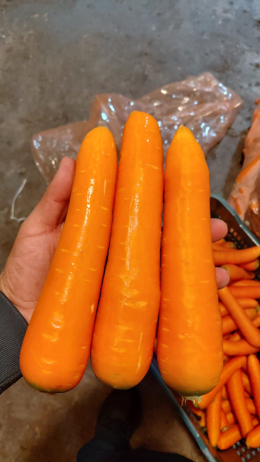 Zanahorias Tersas y Crujientes